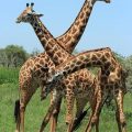 Girafe