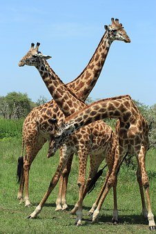 Girafe