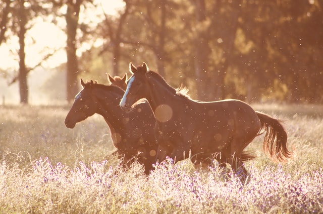 Pourquoi opter pour l’atypie en Provence ?